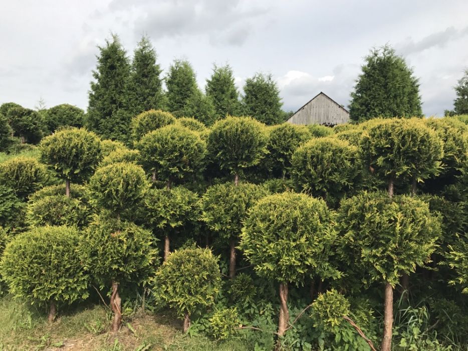 Tuja formowana BONSAI wysokość 150-300cm.