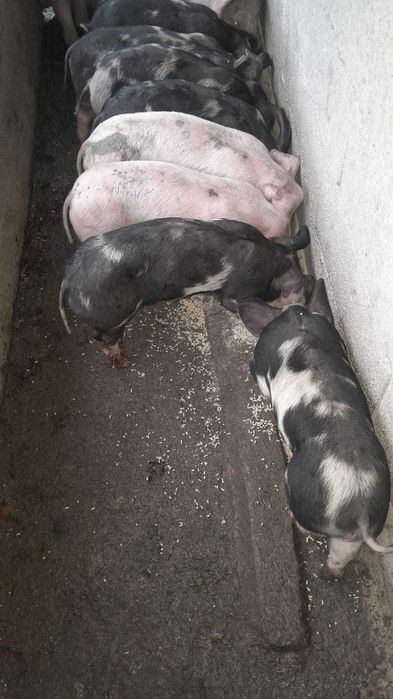 Porcos raça pietran