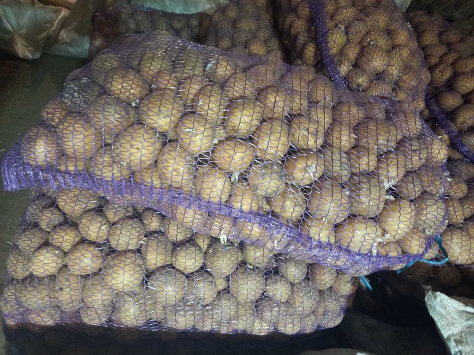 Насіння картоплі