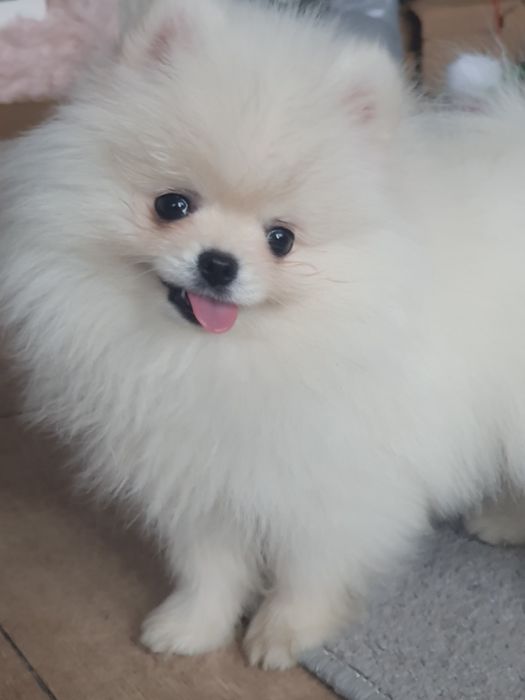 Szpic miniaturowy pomeranian, /Cudny mini mis