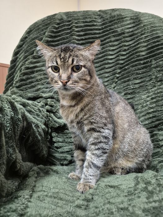 Сумний, великий добряк котикБоря, спокійний, мудрий!БО"ДоброКіт"
