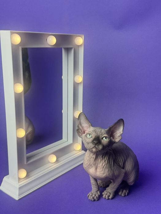 Sfinks Kanadyjski kotka FPL