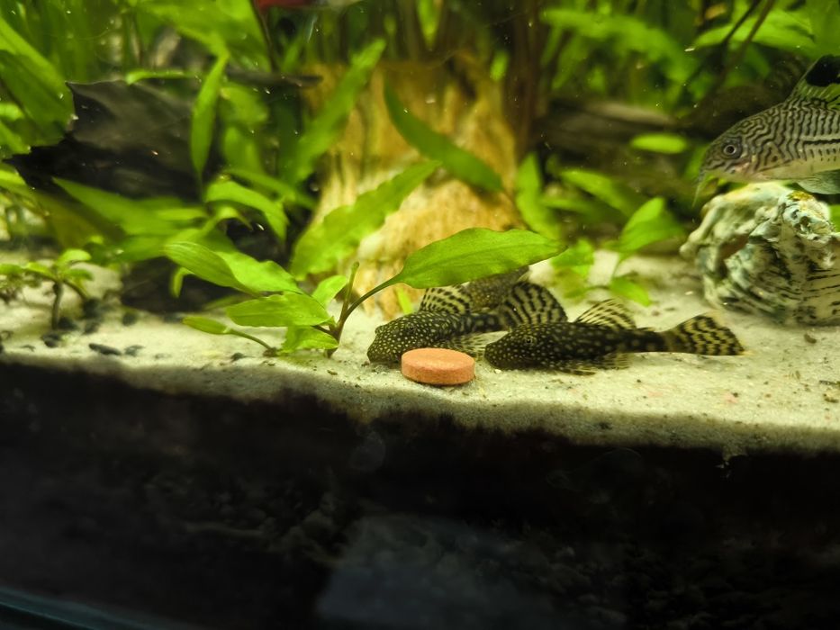 Glonojad, zbrojownik niebieski