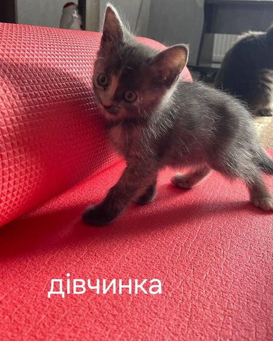 Кошенята шукають дім