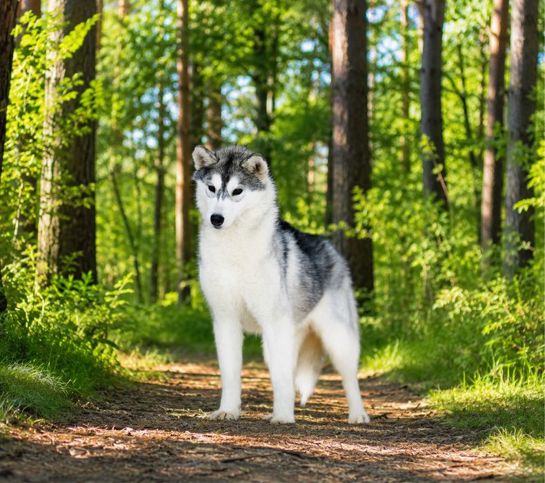 Wyjątkowa suczka Siberian Husky / Hodowla ZKwP & FCI od 1994 roku