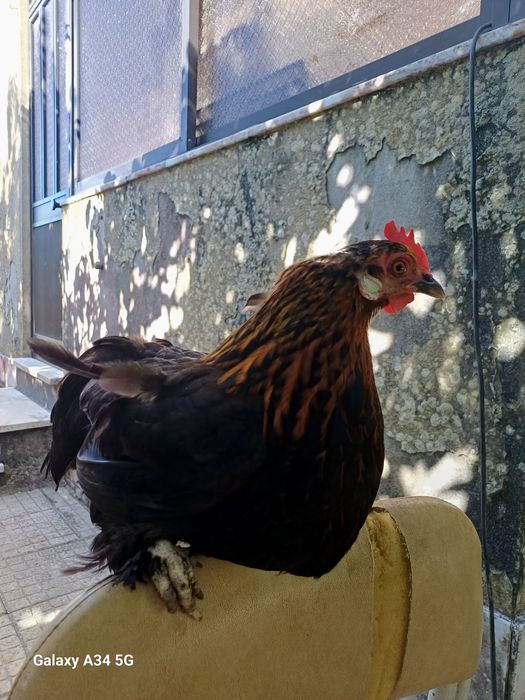 Galinha Pés Calçados – Excelente para Chocar / Ótima Mãe