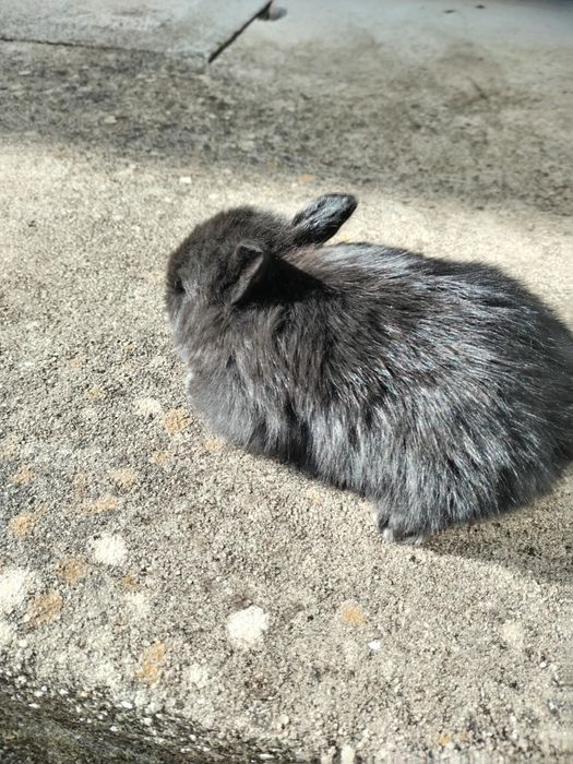 Coelho anão muito dócil
