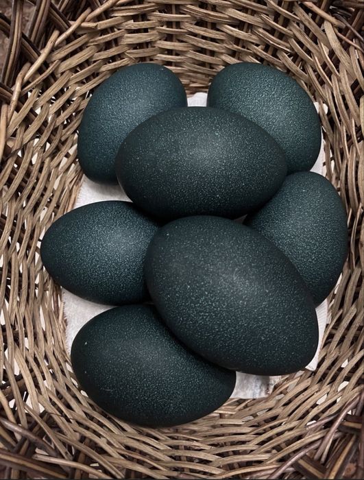 Яйца страуса Эмо