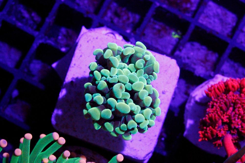 Euphyllia Paraancora Green Blue FLUOLAMPS.PL WYSYLKI