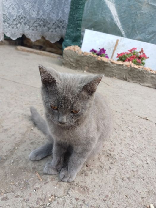 Отдам котят в хорошие руки !