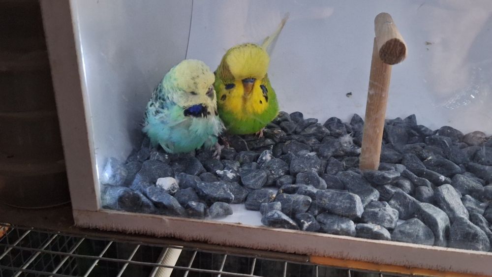 Casal periquitos ingleses