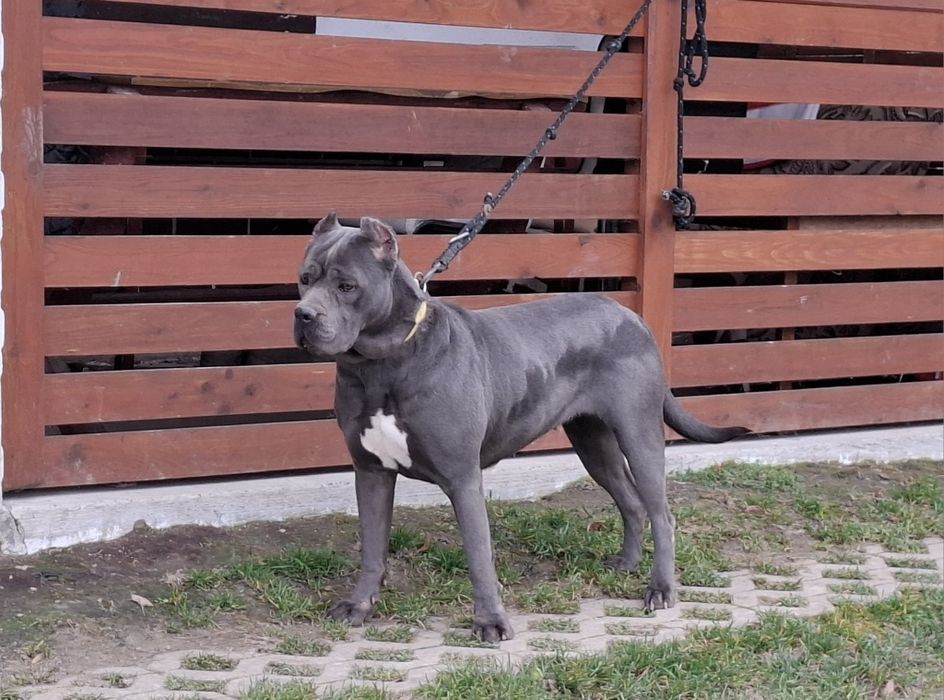 Cane corso-suczka
