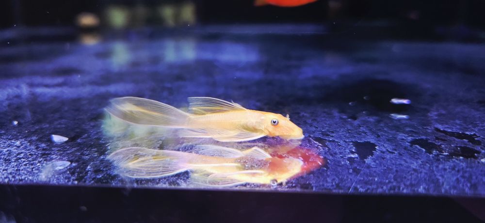 Zbrojnik L144 long fin gold (weloniasty)