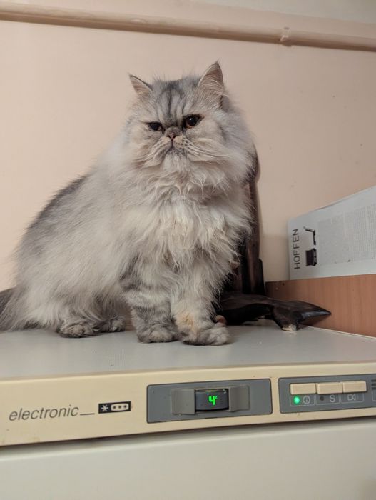 Kocurek perski pers persy kocięta perskie kot koty