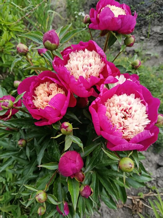 Півонії сортові і бабусині