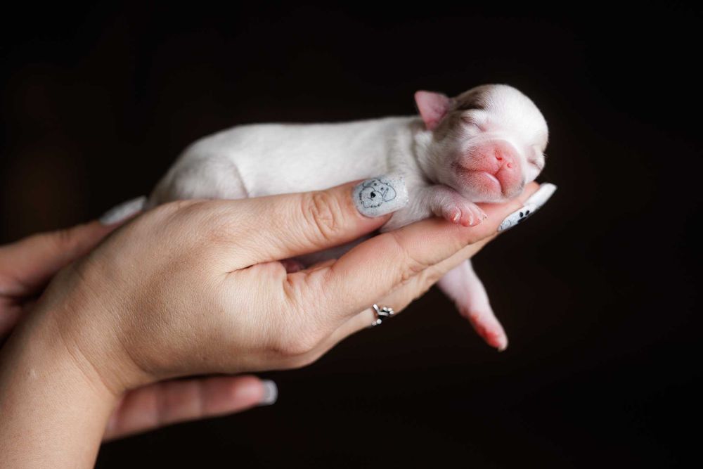 Chihuahua krótkowłosa* mini dziewczynka white&merle
