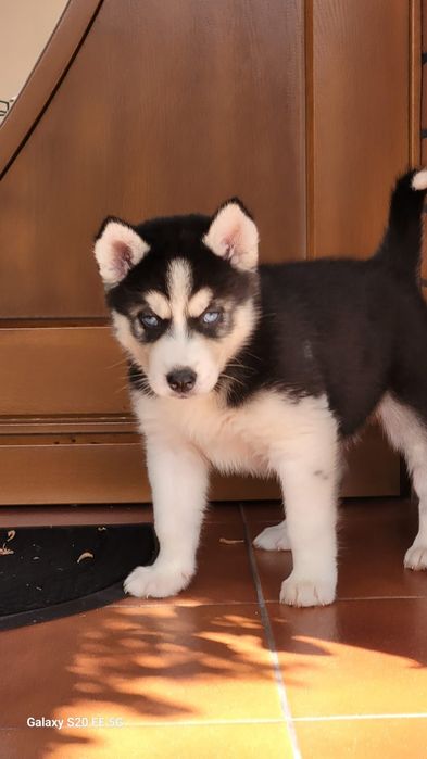Siberian Husky blekitnooki