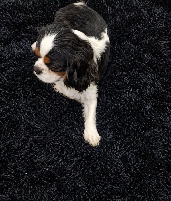 Cavalier King Charles Spaniel