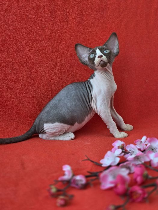 Девон Рекс дівчинка