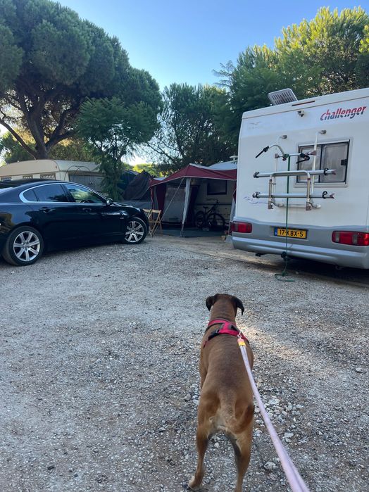 pet walking/ passeio com os seus animais