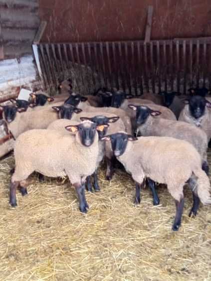 Owce, Jagnięta,barany czarnogłówki tusza jagnięca