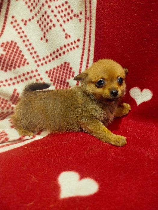 Дівчинка Той тер'єр.