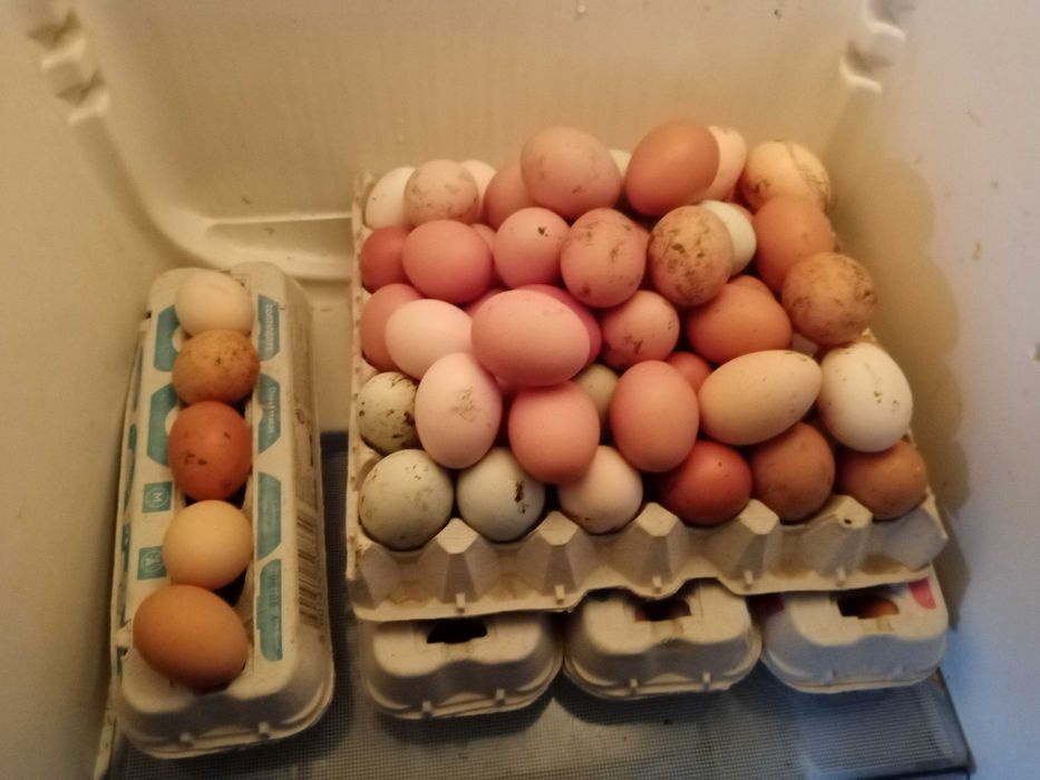 Vendo ovos biológicos