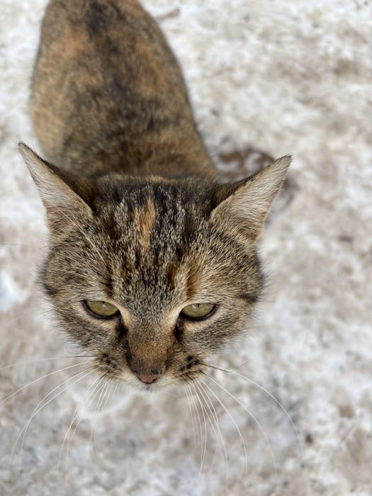 Котики підлітки, дуже ручні