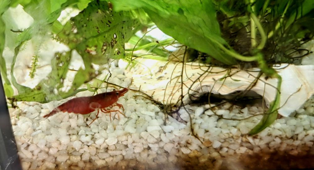 Neocaridina Davidi - Painted Red Fire/Blue Dream - Linhas Selecionadas