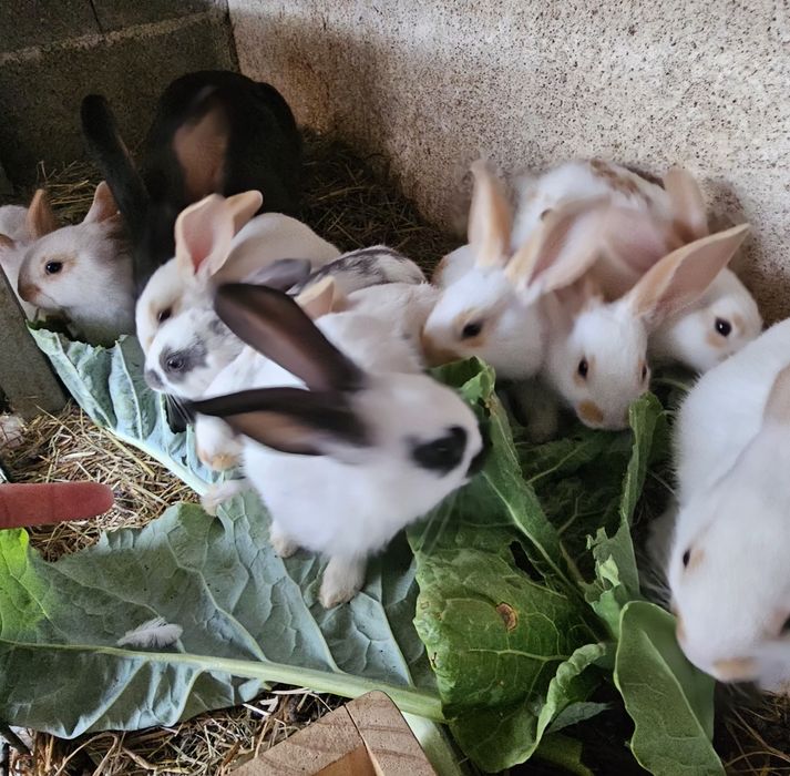 Coelhos raça  Borboleta (gigante)