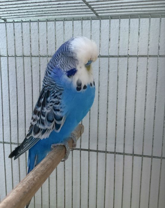 Casal piriquito ingles  , de grande porte