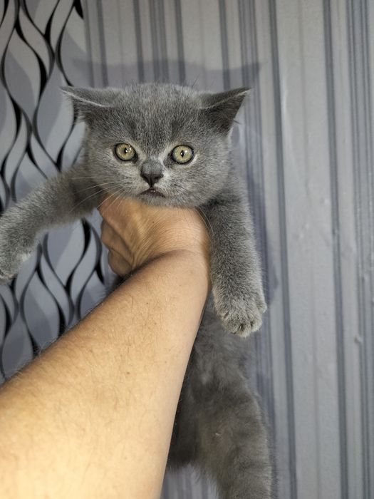 Продам шотландский котенок ( девочка)