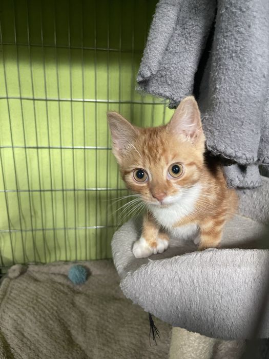 Pręgowane rude kocurki do adopcji razem