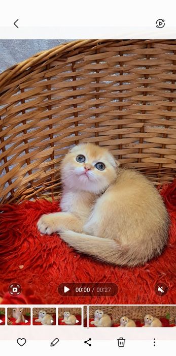 Золотая шиншилла Девочка