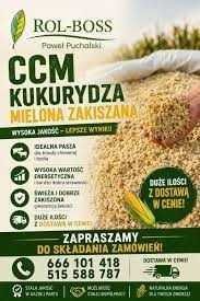 Kukurydza mielona CCM z dostawą