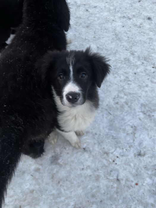 Border Collie suczka