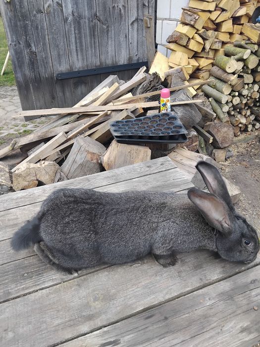 Króliki samica belg