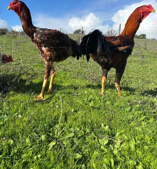 Ovos Indio   Gigante brasileiro