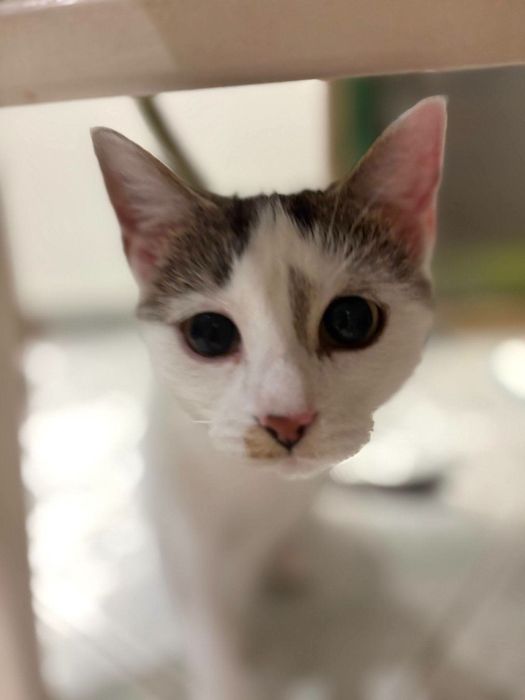 Bunia, Kokosek, Orzeszek i Mirabelka do adopcji!