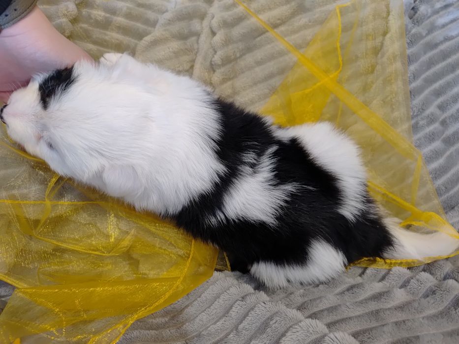 Border collie || szczeniaki — pies || Kryptic Soul