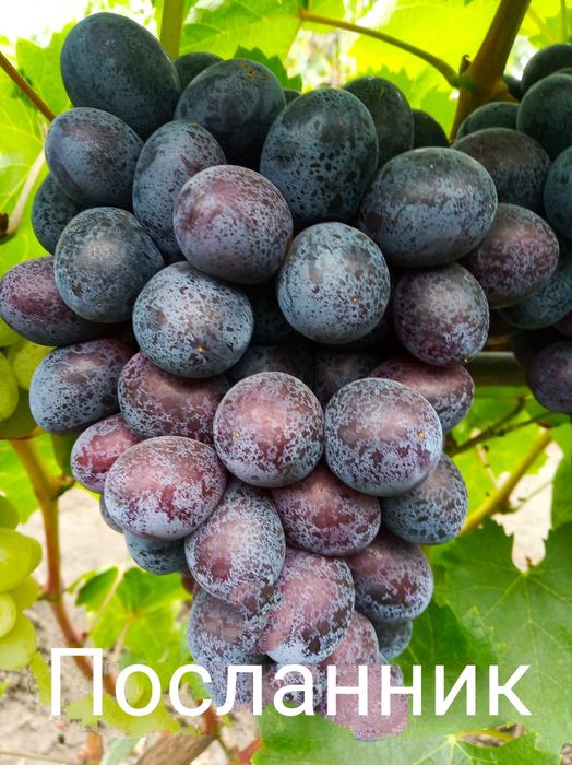 Чубуки винограду