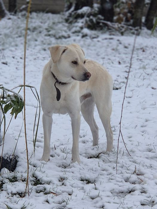 Pieski do adopcji Oleśnica!