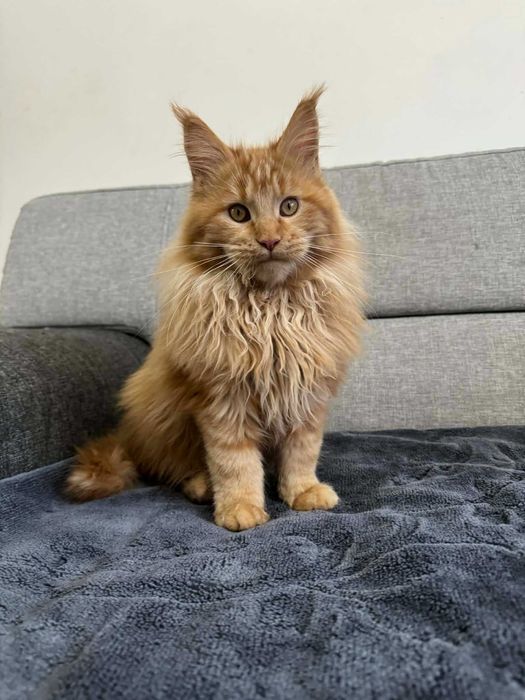 Maine Coon Kocur Rudy WCF  Rodowód 5 pokoleniowy