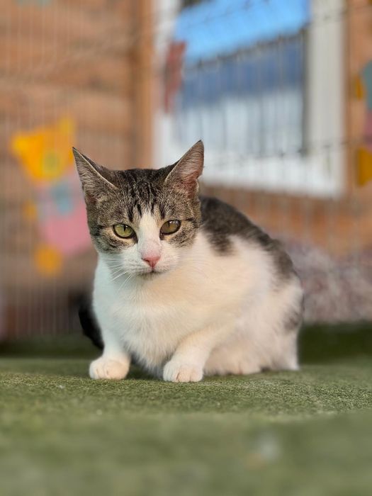 Kotka Tamara pilnie czeka na dom