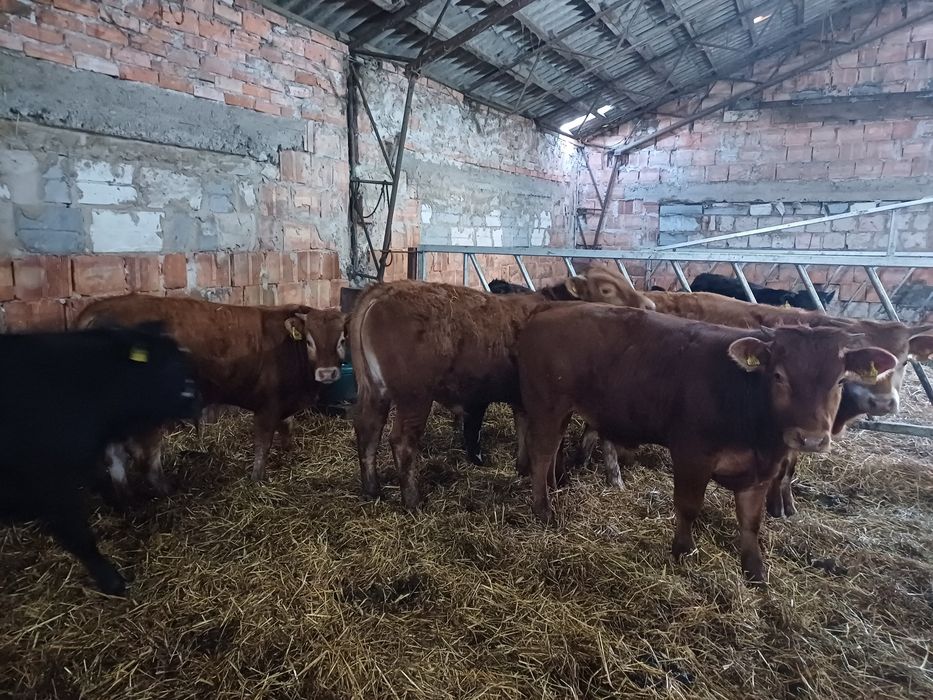 Byczki odsadki limousine LM I MM 60szt