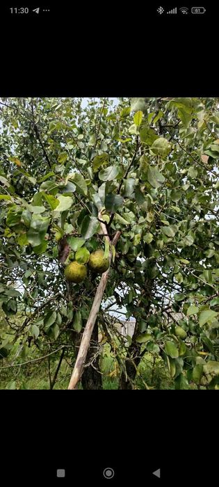 Продам земельну ділянку зі старим будинком.