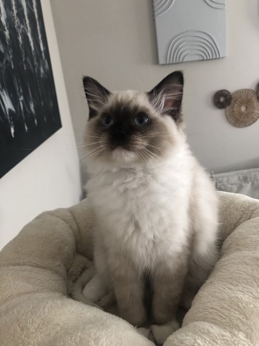 ZYTA Ragdoll  kotka rezerwacja