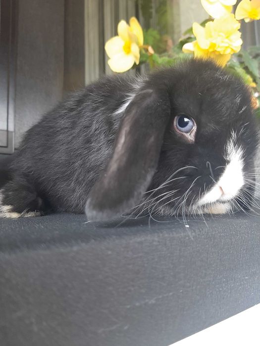 Króliki baranek miniaturka karzełek mini lop