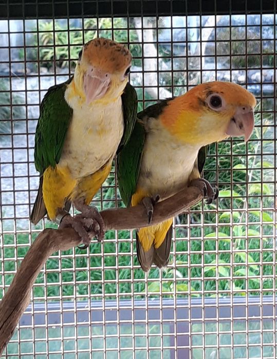 Marianinhas de Cabeça Canela