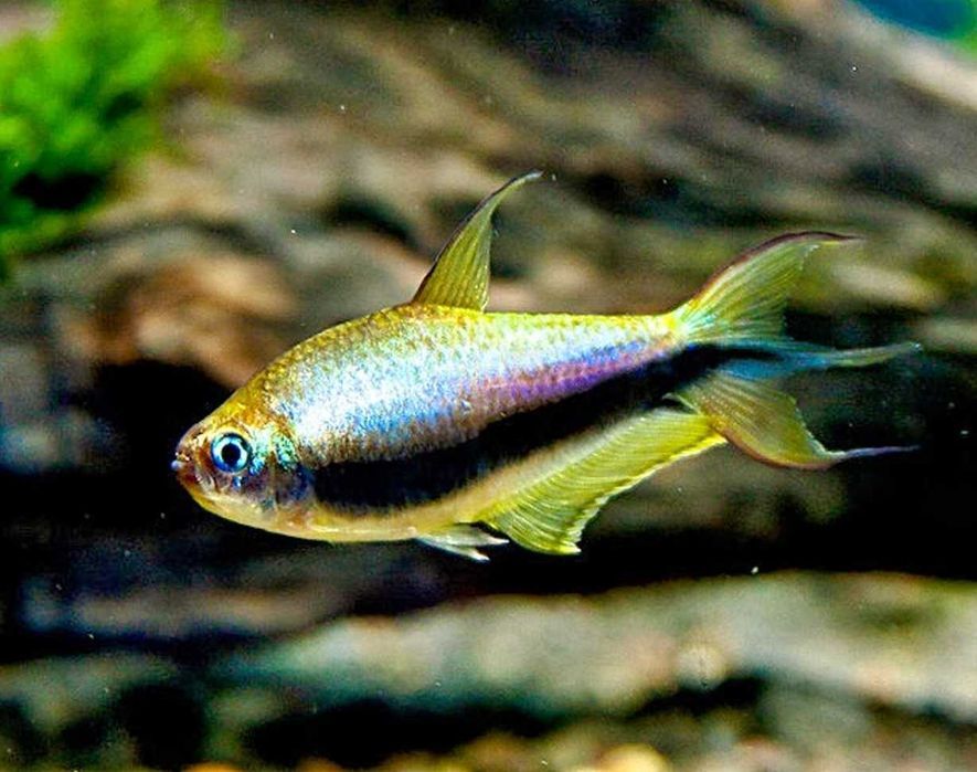 Tetra cesarska - Nematobrycon palmeri - dowozimy, wysyłamy